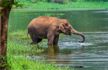 85 jumbos camping in Bannerghatta National Park